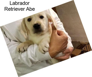 Labrador Retriever Abe