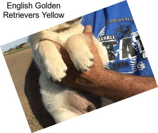 English Golden Retrievers Yellow