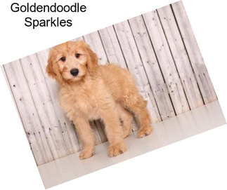 Goldendoodle Sparkles