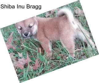 Shiba Inu Bragg