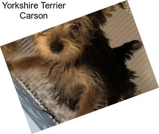 Yorkshire Terrier Carson