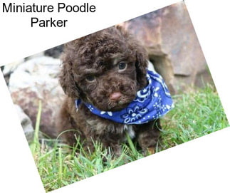 Miniature Poodle Parker