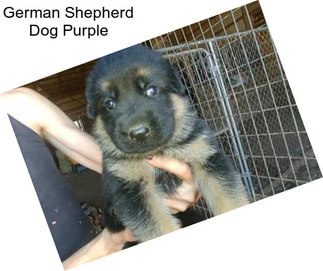 German Shepherd Dog Purple