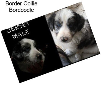 Border Collie Bordoodle
