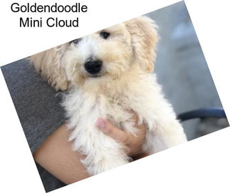 Goldendoodle Mini Cloud