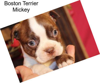 Boston Terrier Mickey