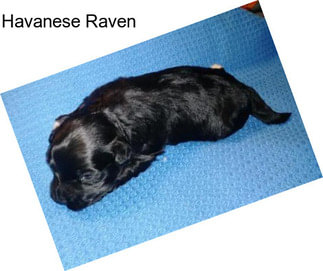 Havanese Raven