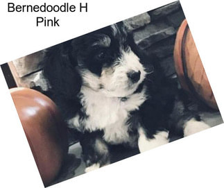 Bernedoodle H Pink