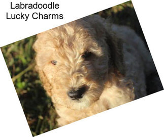 Labradoodle Lucky Charms