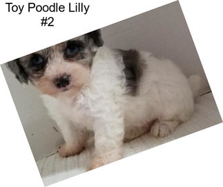 Toy Poodle Lilly #2