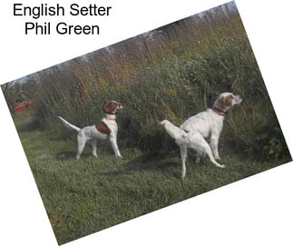 English Setter Phil Green