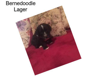 Bernedoodle Lager