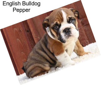 English Bulldog Pepper