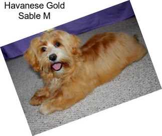 Havanese Gold Sable M