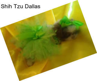 Shih Tzu Dallas