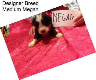Designer Breed Medium Megan