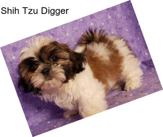 Shih Tzu Digger