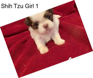 Shih Tzu Girl 1