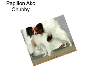 Papillon Akc Chubby