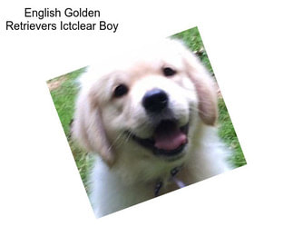 English Golden Retrievers Ictclear Boy
