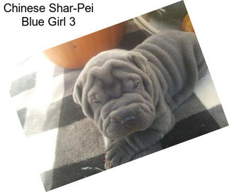 Chinese Shar-Pei Blue Girl 3