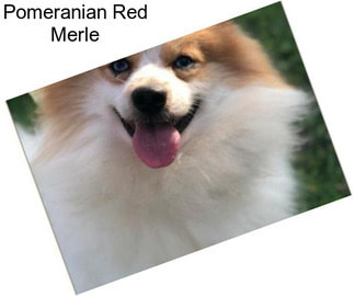 Pomeranian Red Merle