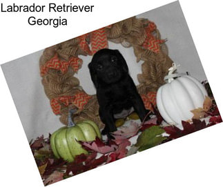 Labrador Retriever Georgia