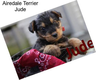 Airedale Terrier Jude