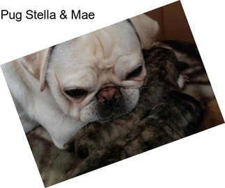 Pug Stella & Mae