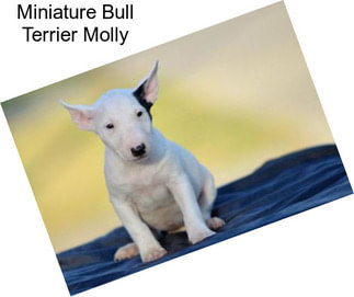 Miniature Bull Terrier Molly