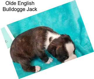 Olde English Bulldogge Jack