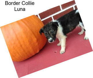 Border Collie Luna