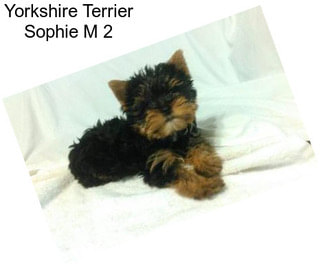 Yorkshire Terrier Sophie M 2