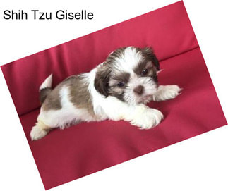 Shih Tzu Giselle