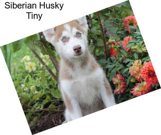 Siberian Husky Tiny