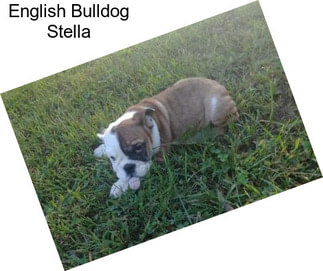 English Bulldog Stella