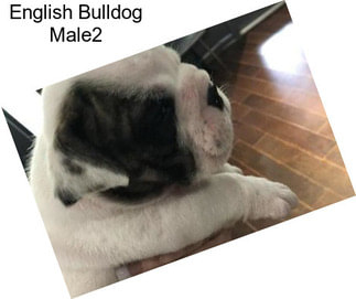 English Bulldog Male2