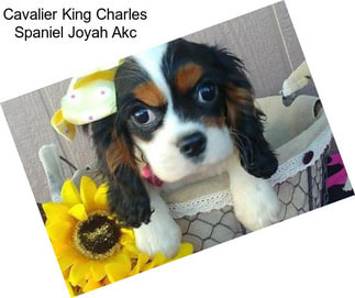 Cavalier King Charles Spaniel Joyah Akc