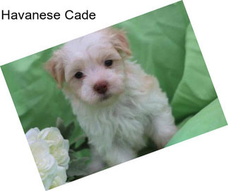 Havanese Cade