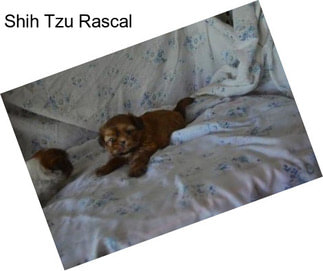 Shih Tzu Rascal