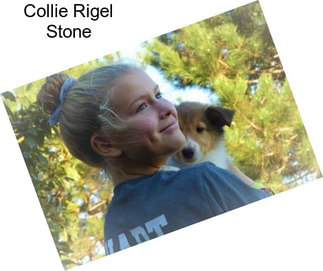 Collie Rigel Stone