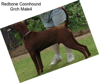 Redbone Coonhound Grch Male4