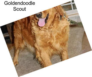 Goldendoodle Scout