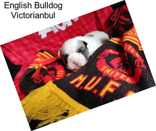 English Bulldog Victorianbul