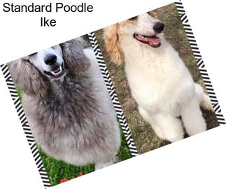 Standard Poodle Ike