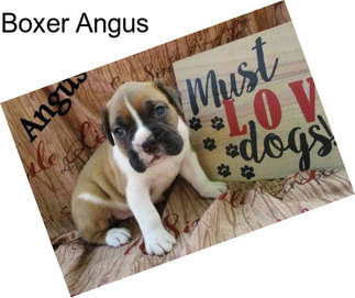 Boxer Angus