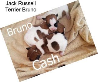 Jack Russell Terrier Bruno