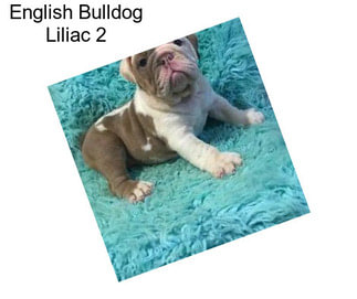 English Bulldog Liliac 2