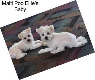 Malti Poo Ellie\'s Baby