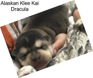 Alaskan Klee Kai Dracula
